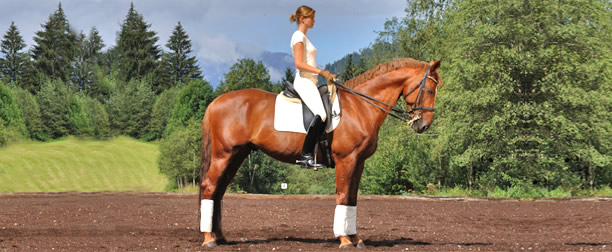 Dressurunterricht in der Reitschule Steiner 